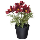 FEJKA artificial potted plant/in/outdoor/cosmos, 9 cm