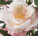 FEJKA Artificial potted plant, in/outdoor/Rose pink, 12 cm