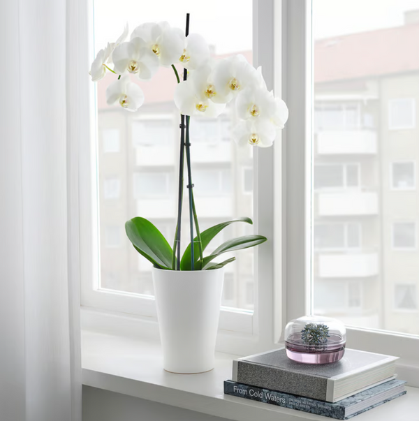 PAPAJA Plant pot, white, 12x19 cm