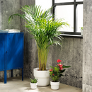 FÖRENLIG plastic plant pot , white, 24 cm
