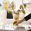 SVARTOXBÄR Scented tealight, Mimosa/yellow, 3.5 hr
