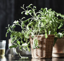 KAKTUSFIKON Plant pot, rattan, 12 cm