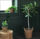KAKTUSFIKON Plant pot, rattan, 12 cm