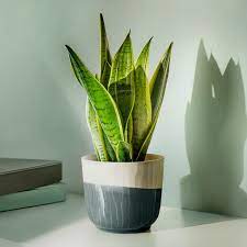 SAGOGRYN Plant pot, grey/handmade, 9 cm