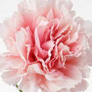 SMYCKA Artificial flower, carnation/pink, 30 cm