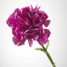 SMYCKA Artificial flower, carnation/dark lilac, 30 cm