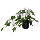 FEJKA Artificial potted plant, in/outdoor Geranium/hanging light pink, 9 cm