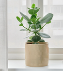 CHIAFRON IKEA Plant Pot beige 12cm