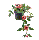 FEJKA Artificial potted plant, in/outdoor Rose/hanging pink, 9 cm