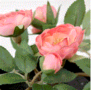 FEJKA Artificial potted plant, in/outdoor Rose/hanging pink, 9 cm